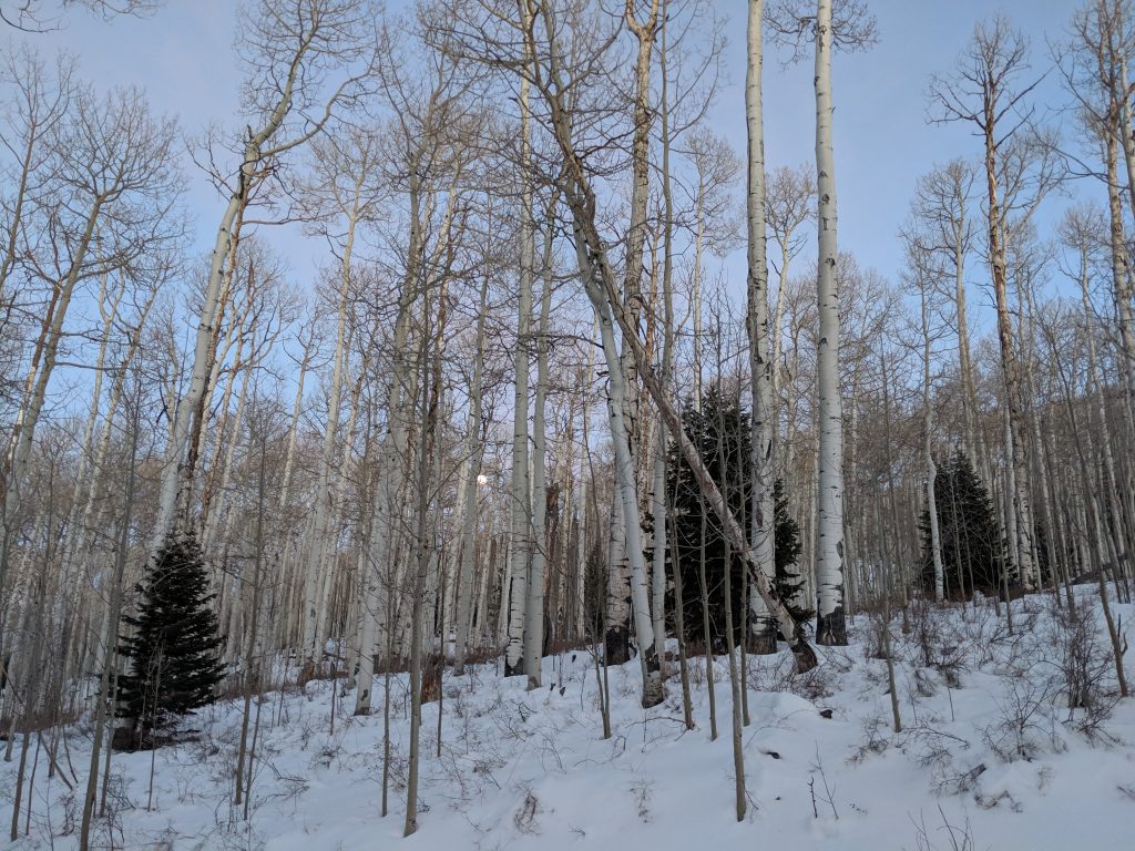 Full moon rising through the aspens in the La Sal Mountains