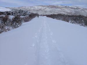 cross country ski tracks in snow