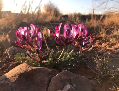 What’s Poppin’ – Crescent Milkvetch – Moab Flowers