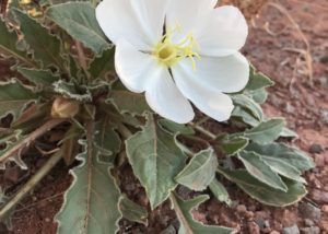 Dwarf evening primrose near Moab Utah