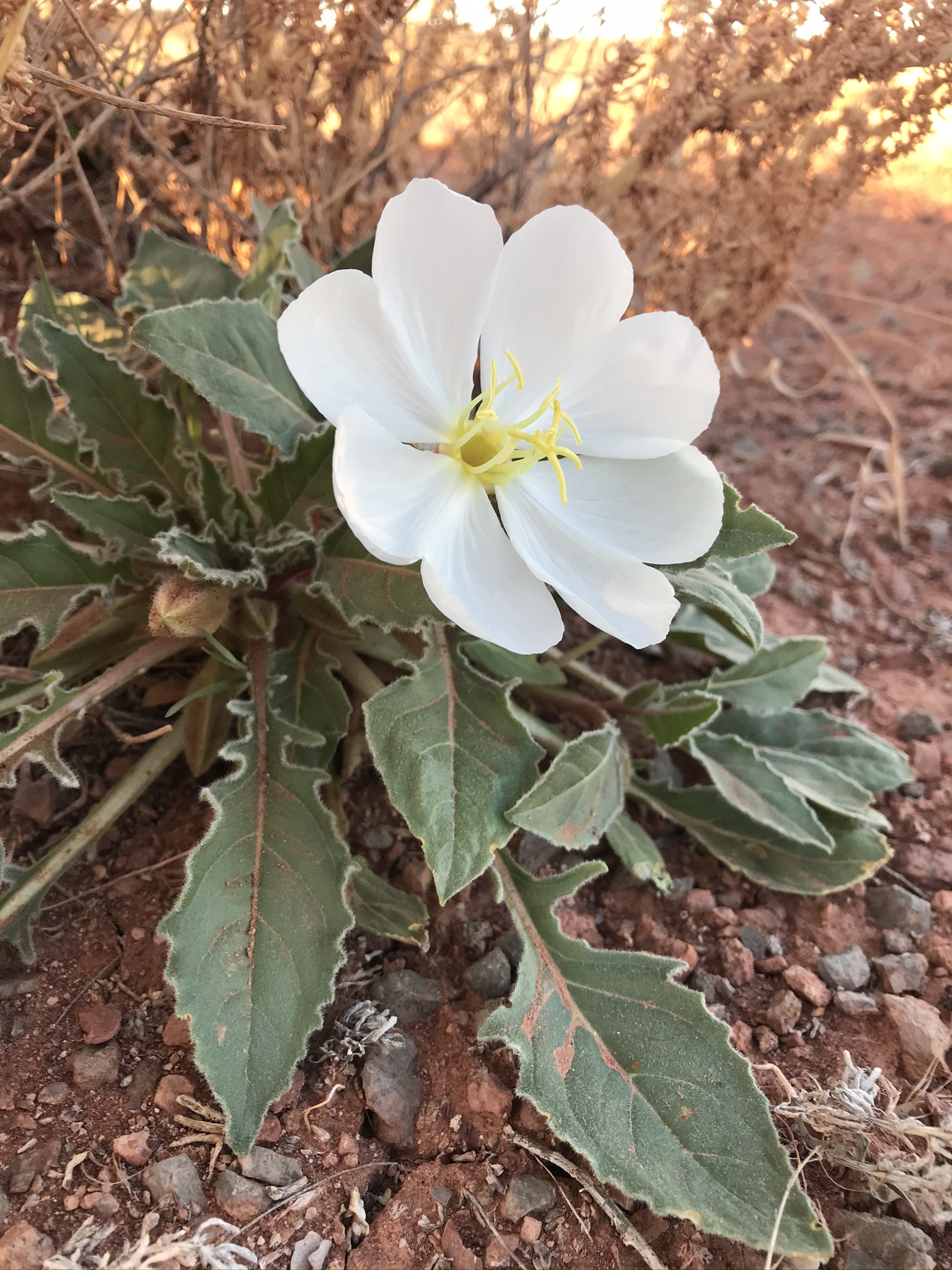What’s Poppin’ – Dwarf Evening Primrose – Moab Flowers