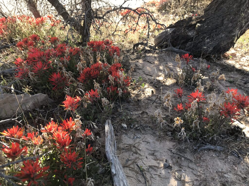 Indian Paintbrush Moab utah